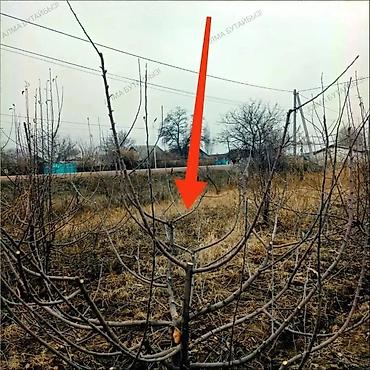 обработка плодовых деревьев: Профессиональная обрезка плодовых деревьев и формировка кроны - — 7