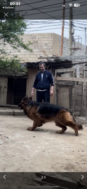 İtlər: Alman çoban iti, 2 il, Dişi, Peyvəndli — 8