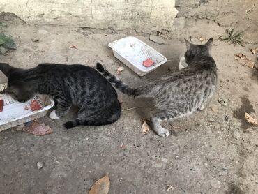 тигровые коты: Котята серого тигрового окраса. - Два молодых котёнка с полосатым