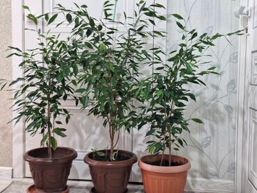 фикус каучуконосный: Срочно, срочно . Продаю комнатные цветы фикусы для дома, квартиры