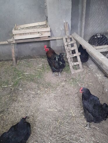 Hinduşka: Ferma quşları satılır – şəkillərdə olan növlər: - Hind quşları — 5