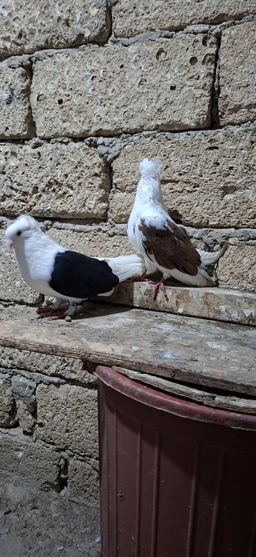 Göyərçinlər: Qoşa əbrəş çəp əbrəş quyruq erkəy qızqın super heyvandı mayasıda qara — 9