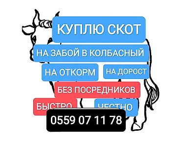 ферма центр: Колбасный цех : Коровы, быки, | На забой, на мясо — 1