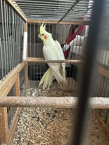 Птицы: 🦜 Продаётся попугай корелла (нимфа) светлого окраса с желтым хохолком — 3