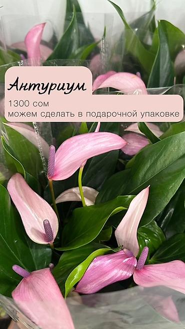 молочай цветы: Комнатные растения в наличии🌿 Как всем известные, так и редкие — 2
