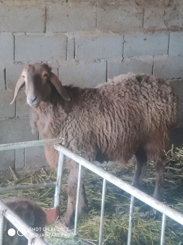 гиссарская порода овец: Порода Гиссар ярачка линия Шедевр внучка рост 85 см уши 19-20см