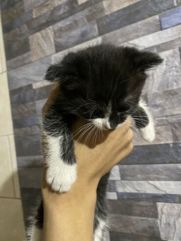 куплю козу на молоко: Беспородная, 2 месяца, Мальчик, Приучена к лотку