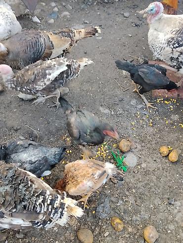 Другие с/х животные: Продаются сельскохозяйственные птицы смешанного поголовья для — 2