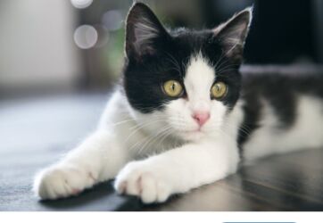 шотландские котята в баку: Şotland, Erkək, Yaxşı əllərə, Ünvandan götürmə