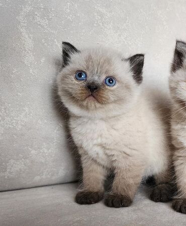 золотистый ретривер цена в баку: Şotland, Erkək, Ünvandan götürmə, Ödənişli çatdırılma