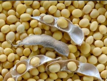 кукуруза пачатках: Соевые бобы — это универсальный продукт, используемый в пищевой
