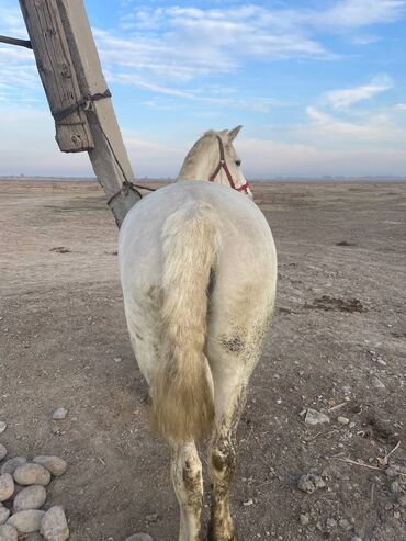 Лошади, кони: Продаю | Кобыла (самка) | На забой — 5