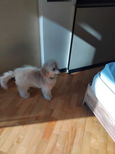 İtlər: Pudel — 10