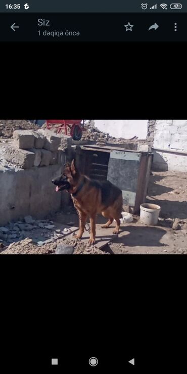 afcarka: Afcarka nemeski salam alekum kocle əlaqədar tecılı coxx ucuza satıram
