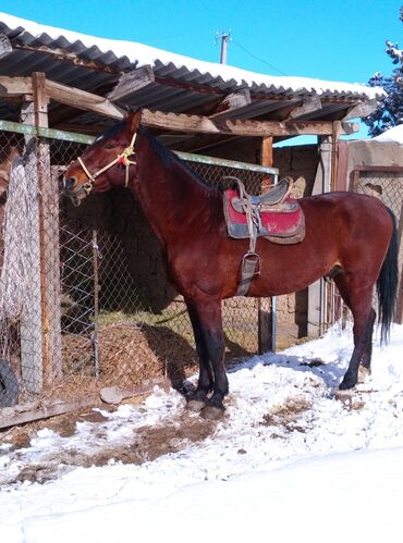 продажа лошадей в кыргызстане: Продаю | Жеребец