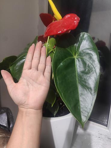 яркие: Антуриум (Anthurium andreanum) в горшке - Компактный куст с крупными — 3