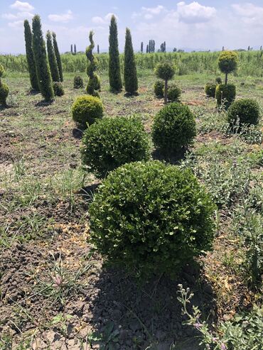 Şitillər: Dekarativ agaclarin satiwi istenilen novde istenilen olcude var elave — 29