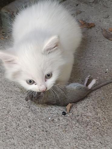 Мышыктар: Котята от домашней кошки - Окрас: один белоснежный, два — 3