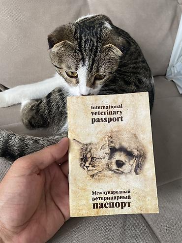 Мышыктар: Шотландская вислоухая кошка (скоттиш‑фолд) Девочка 6,5 месяца — 4