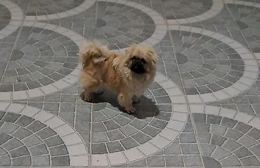 İtlər: Pekines, 1 il -da lalafo.az — 3 İtlər: Pekines, 1 il — 3