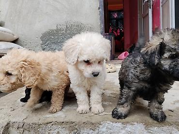 İtlər: Pudel — 3