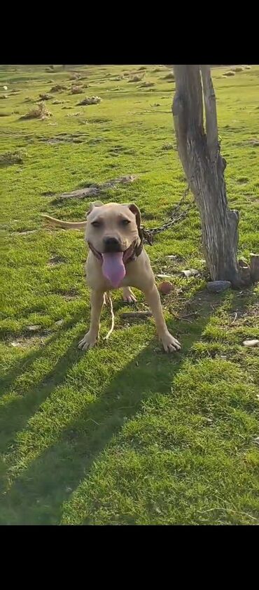 cubus it: Pitbul, 1 il, Dişi, Ödənişli çatdırılma