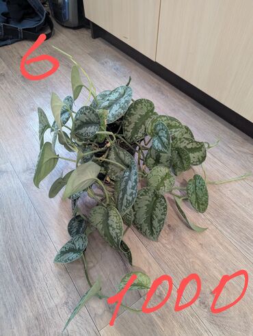 Другие комнатные растения: Комнатные растения, разных видов, филодендрон, хоя, эпипренум, фикус и — 10