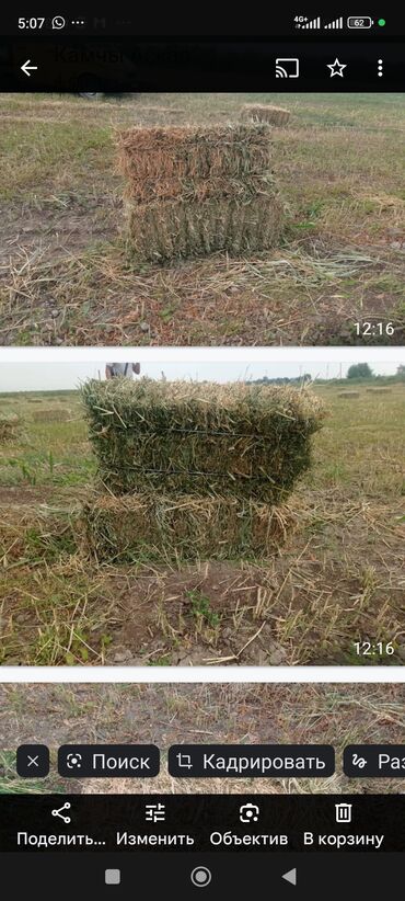 продаю сено в тюках: Сено сено сено тюки тюки тюки беде беде