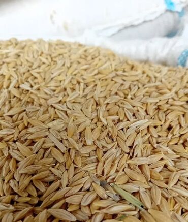 офисные столы бишкек: Куплю ячмень арпа будай алабыз