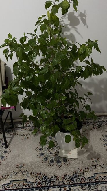 поздравления мишка: Комнатное растение в горшке — крупный декоративный куст. Описание: -