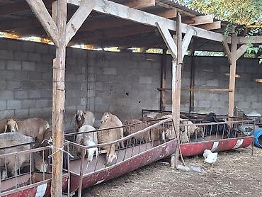 Айыл-чарба жаныбарлары: Сатам | Козу | Көбөйтүү үчүн | Бооз — 2