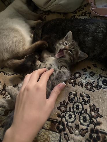 кошка ош: Кошка даром: Беспородная, Девочка, Приучена к лотку — 1