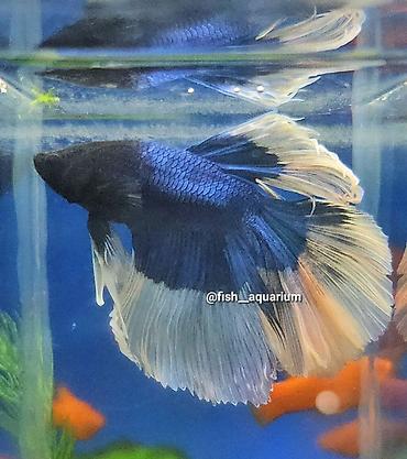 Рыбы: Уточняйте наличие. Шикарные самцы петушки! Цены разные. Рыбка — 3