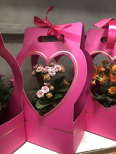 Подарочная упаковка: Подарочные композиции в коробке-сумке - Живые комнатные — 11