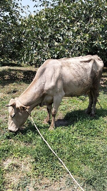 K/t heyvanları üçün mallar: Dişi, il: 3, Damazlıq, Südlük, Ünvandan götürmə