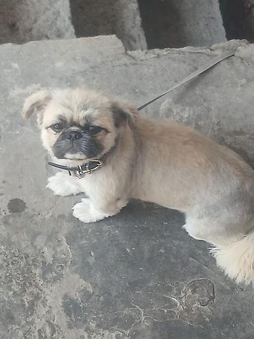 İtlər: Pekines, 10 ay, Erkək, Ünvandan götürmə — 1