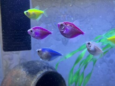 Balıqlar: Glofish, Sülhsevər — 6