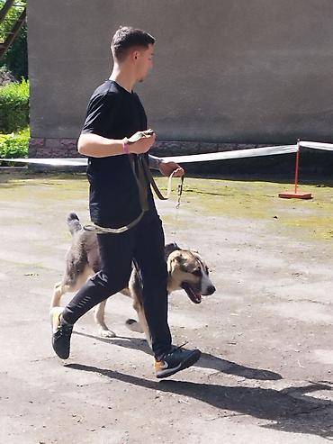 Продажа собак: Алабай, 3 месяца, Самец, С прививкой — 11