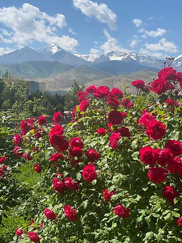 Иссык-Куль 2026: Номер, Аист Тамга — 3