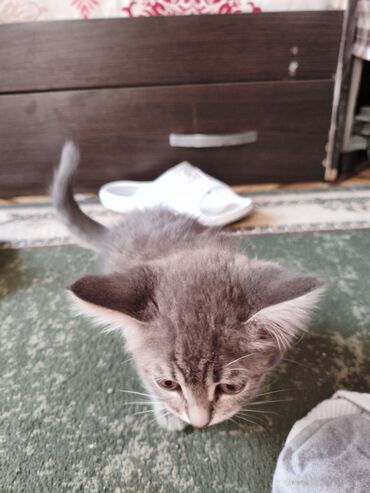 наполнитель кошачий: Кошка даром: Беспородная, 3 месяца, Девочка, Приучена к лотку