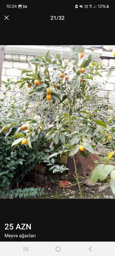 Tinglər: Müxtəlif dekorativ və meyvə ağaclarının tingləri. • Xurma-narıngi — 21