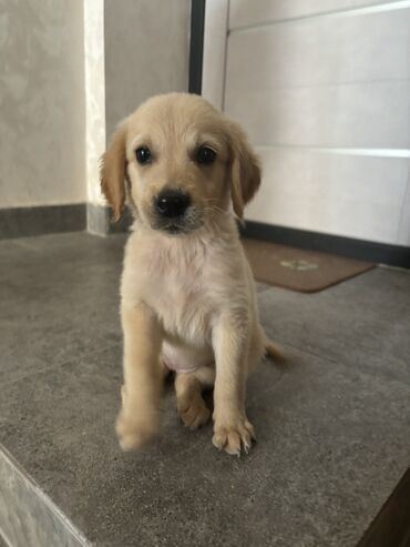 golden retriever satış: Retriever, 2 ay, Dişi, Peyvəndli, Ünvandan götürmə