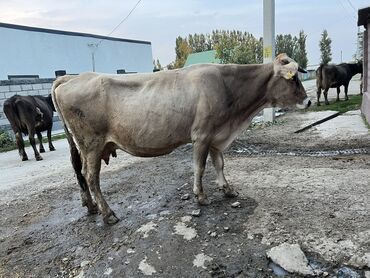 шприц для животных: Сатам | Уй (ургаачы) | Швиц | Бордоп семиртүү үчүн, Союуга, Көбөйтүү үчүн