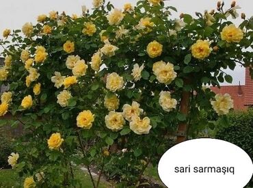 Şitillər: Salam Güllər Rusiyada gelib xarici gülldü nömrədə whatsapp var — 84