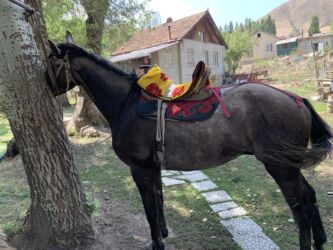 собака доберман сколько стоит: Сатам | Байтал