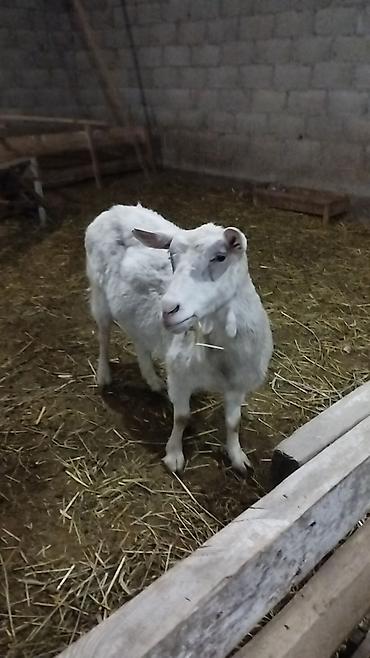 Козы, козлы: Продаю | Коза (самка) | Для разведения at lalafo.kg — 2 Козы, козлы: Продаю | Коза (самка) | Для разведения — 2