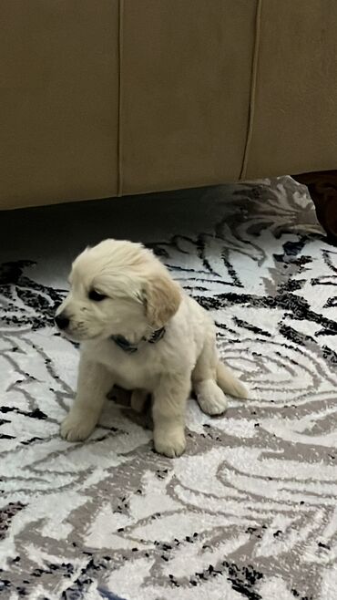 it qiymeti: Retriever, 1 ay, Erkek, Peyvəndli, Pulsuz çatdırılma