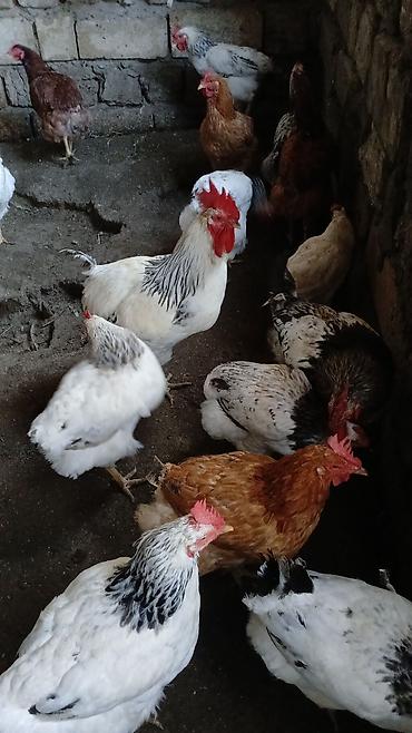 donuz satisi: Toyuq, Yumurtalıq — 3