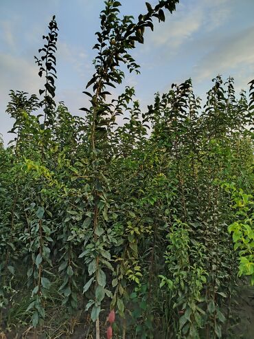 Tinglər: Hər növ ağac tinglerinin satışı — 9