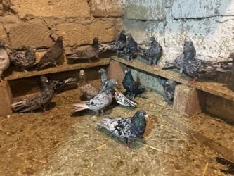 Göyərçinlər: Başlıq: Təcili 19 ədəd Təmiz Ebrəş satılır. Bir yuvanın Təsvir: - 19 — 2